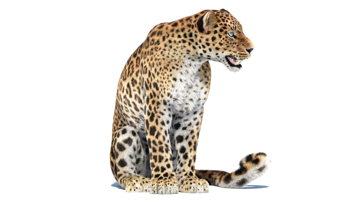 Sitting Sri Lankan Leopard 3D model with realistic fur shown from a different angle