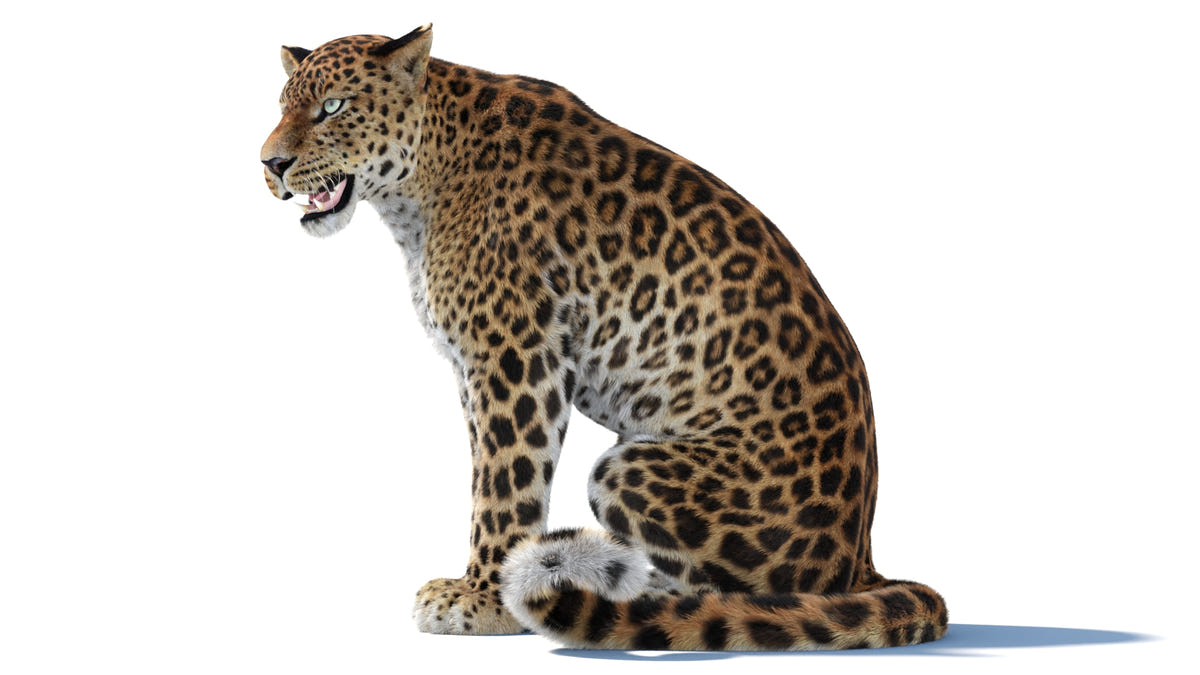 Side view of sitting Sri Lankan Leopard 3D model with realistic fur