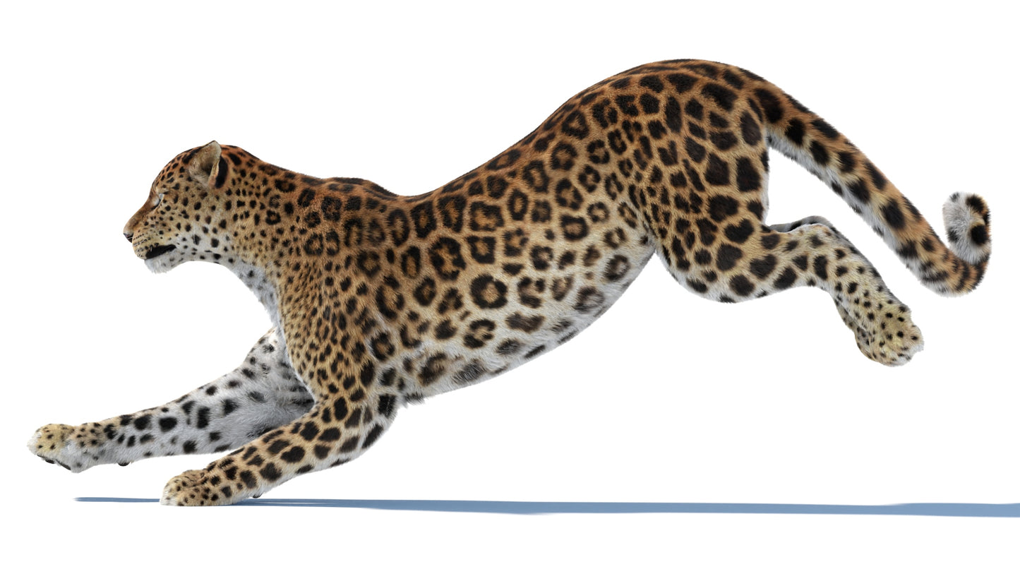 Big Cat 3D Model Rigged Animated Fur Bundle