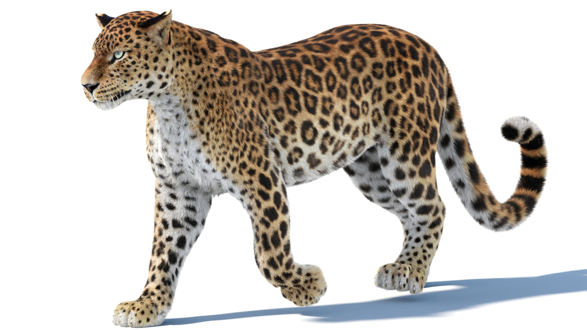 Walking Sri Lankan Leopard 3D model with realistic fur and ears pulled back as if reacting to a sound