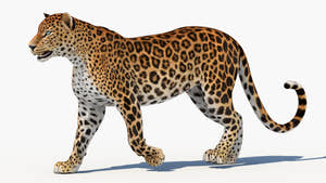 Animated Sri Lankan Leopard 3D Model Thumbnail