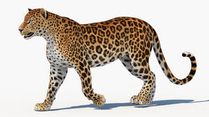 Animated Sri Lankan Leopard 3D Model Thumbnail