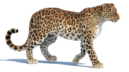 Big Cat 3D Model Rigged Animated Fur Bundle