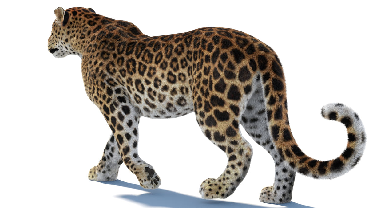Rear view of walking Sri Lankan Leopard 3D model with realistic fur and ears pulled back