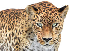 Close-up of Sri Lankan Leopard 3D model head with realistic fur, looking straight into the camera Thumbnail