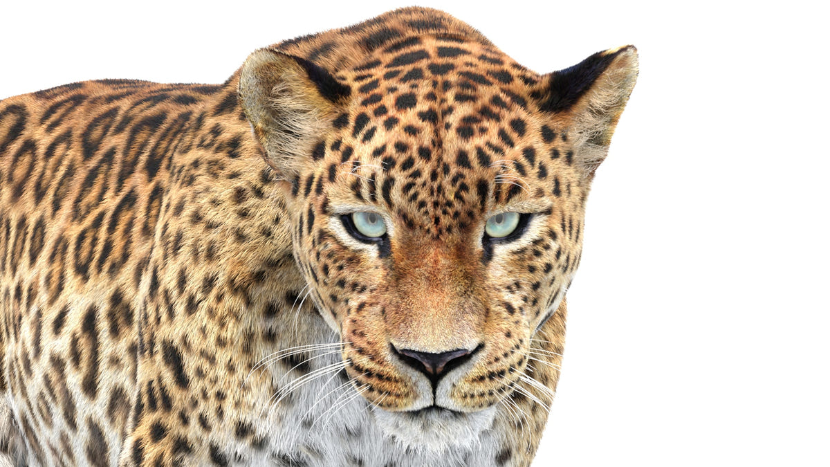 Close-up of Sri Lankan Leopard 3D model head with realistic fur, looking straight into the camera