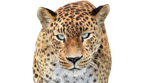 Front view close-up of Sri Lankan Leopard 3D model with realistic fur, looking directly into the camera Thumbnail