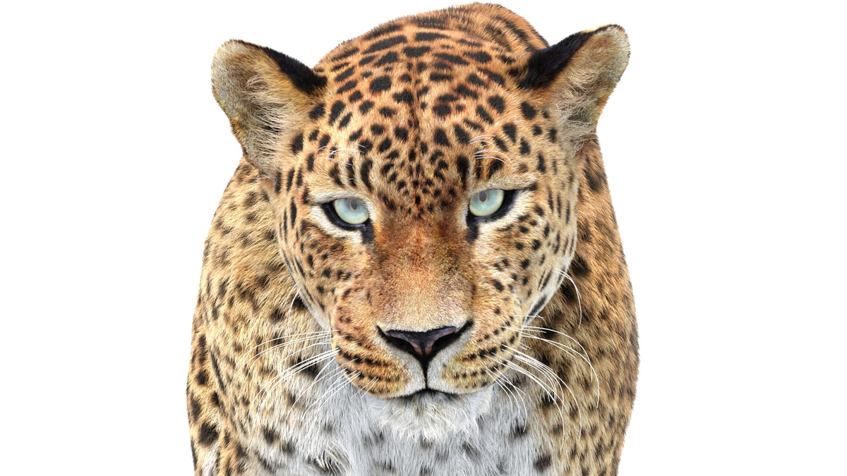Front view close-up of Sri Lankan Leopard 3D model with realistic fur, looking directly into the camera