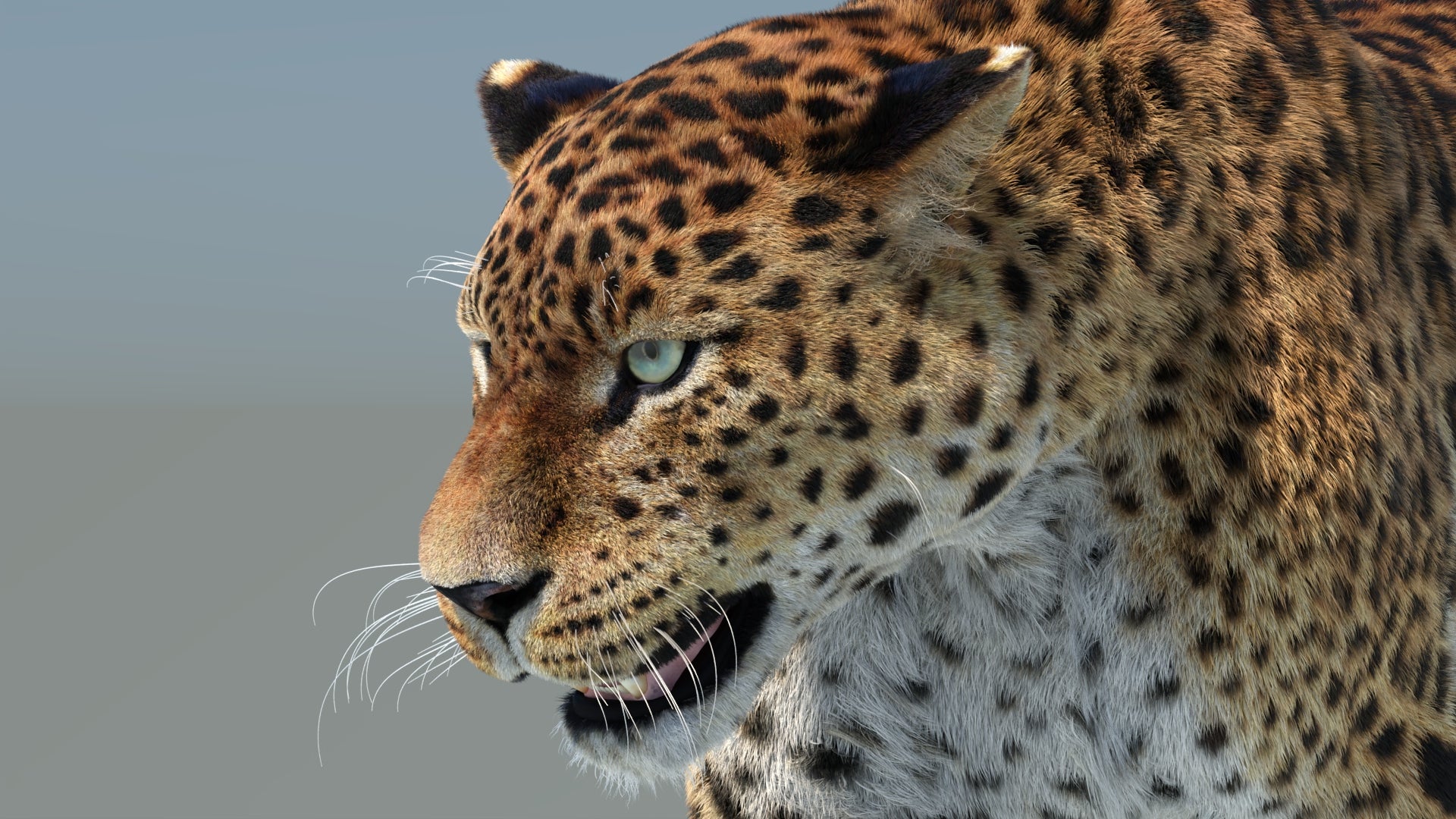 Big Cat 3D Model Rigged Animated Fur Bundle
