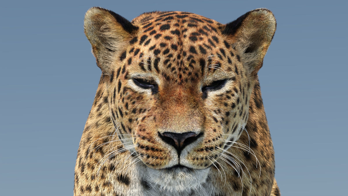 Close-up of Leopard 3D model head with realistic fur and eyes closed, as if blinking