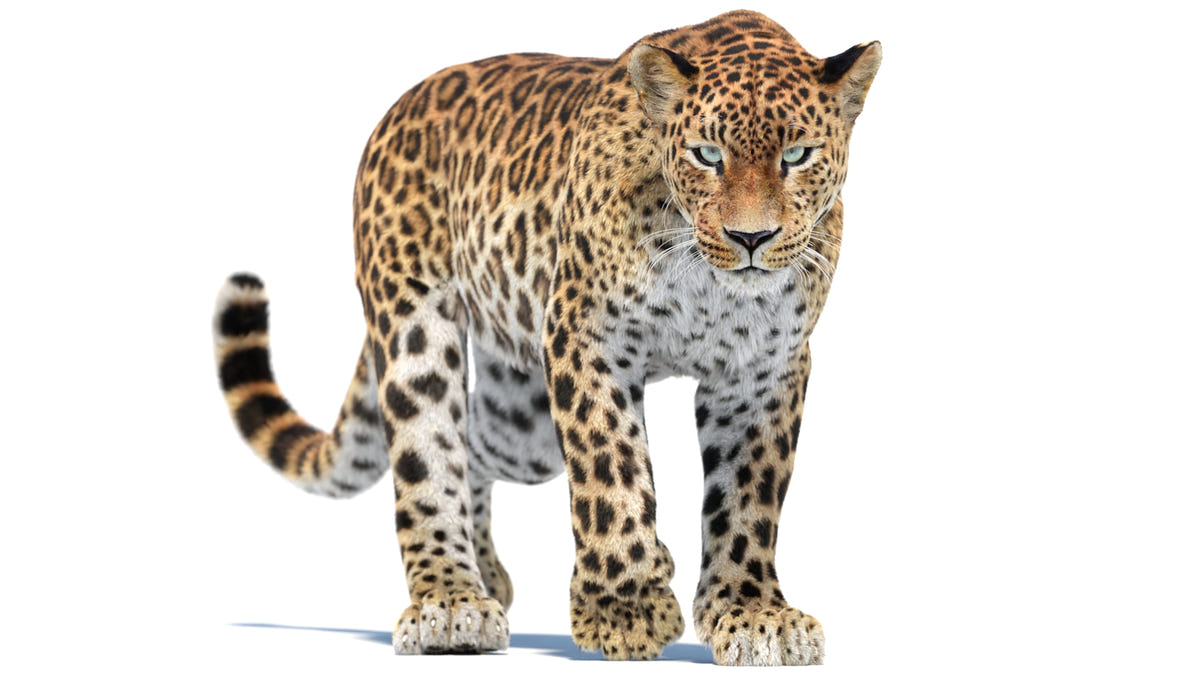 Animated Sri Lankan Leopard 3D Model with Fur for your VFX, Film, and Rendering Projects