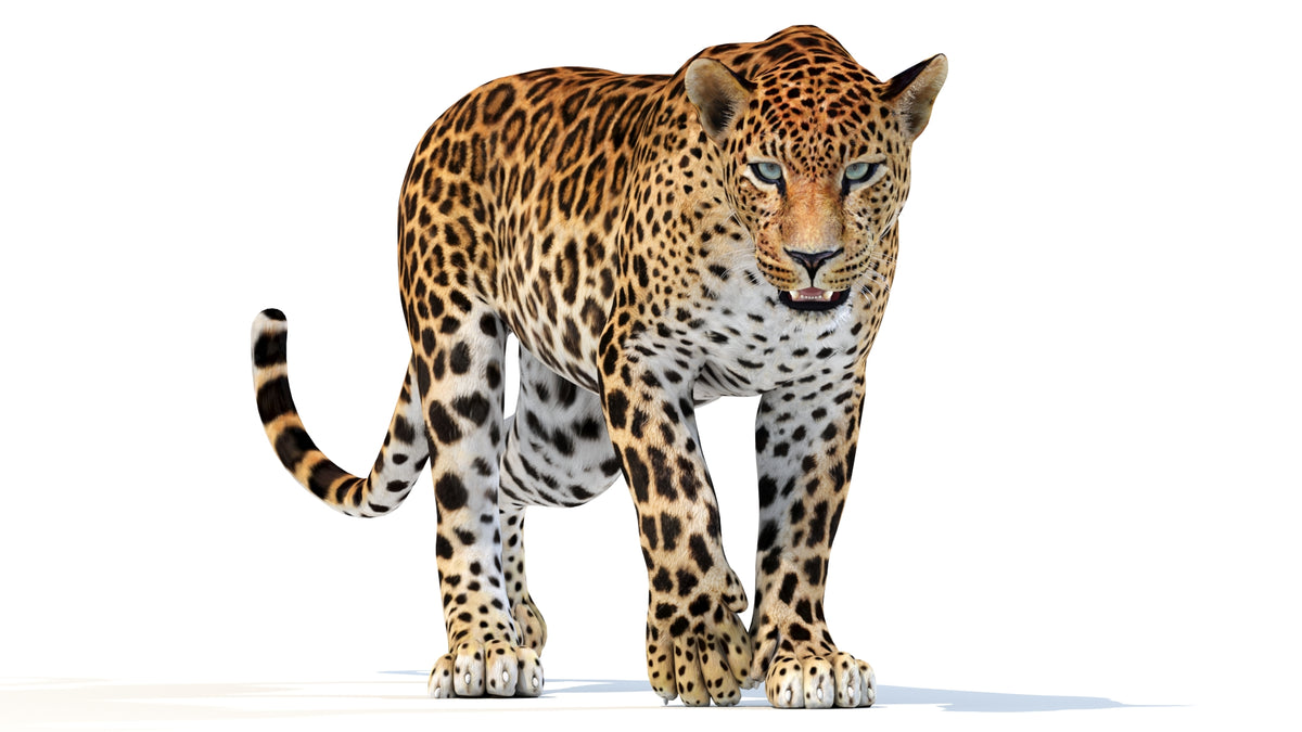 Animated Sri Lankan Leopard 3D Model - 360 Degree View