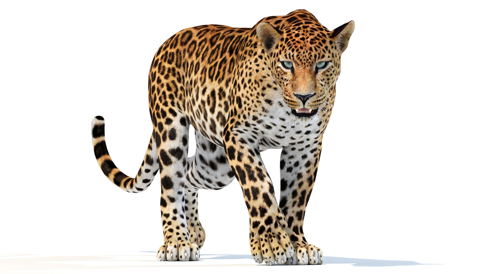 Animated Sri Lankan Leopard 3D Model 360° view 2 frame 2