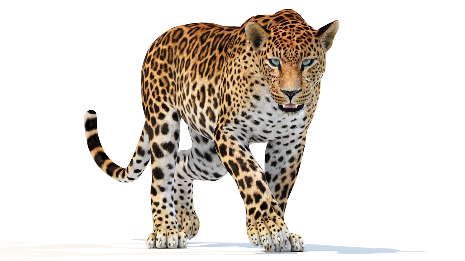 Animated Sri Lankan Leopard 3D Model 360° view 2 frame 3