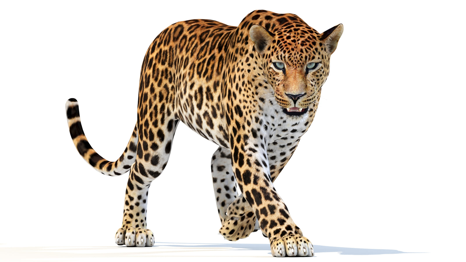 Animated Sri Lankan Leopard 3D Model 360° view 2 frame 13