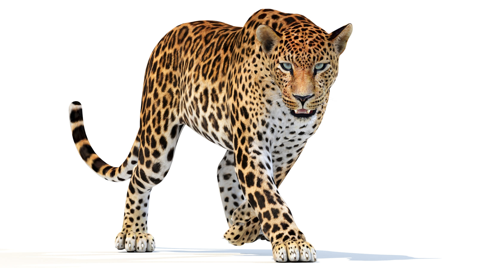 Animated Sri Lankan Leopard 3D Model 360° view 2 frame 14