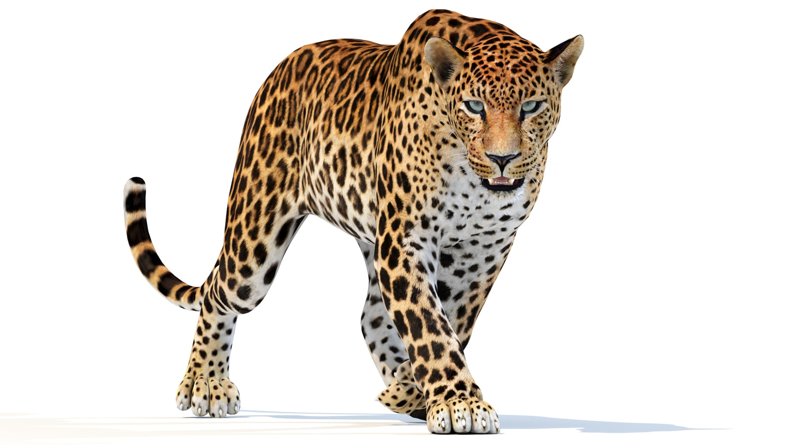 Animated Sri Lankan Leopard 3D Model 360° view 2 frame 17
