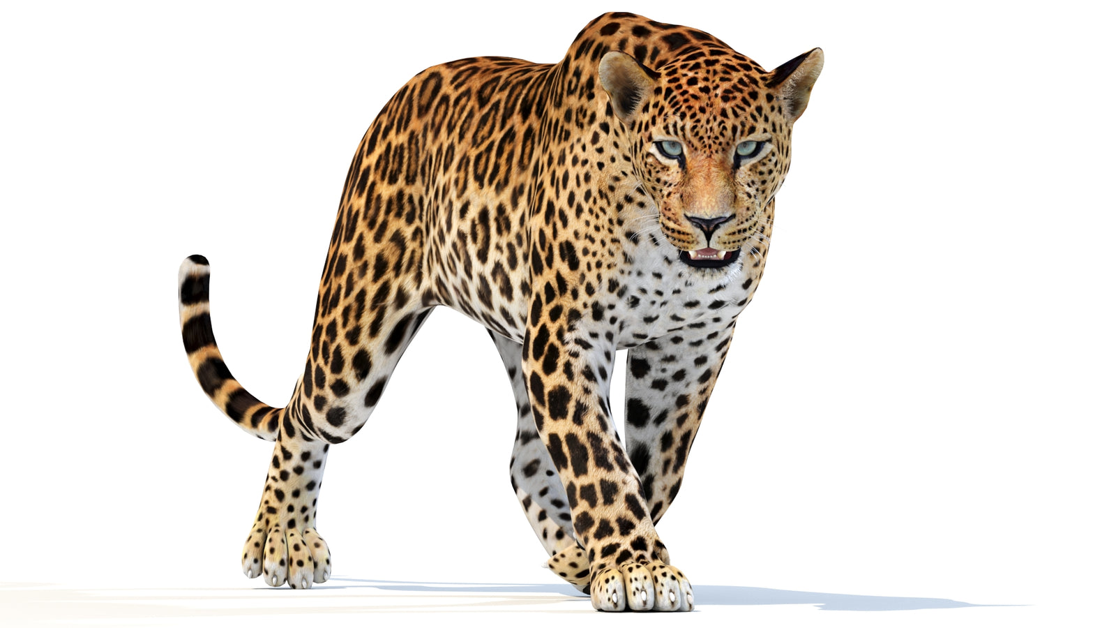 Animated Sri Lankan Leopard 3D Model 360° view 2 frame 18