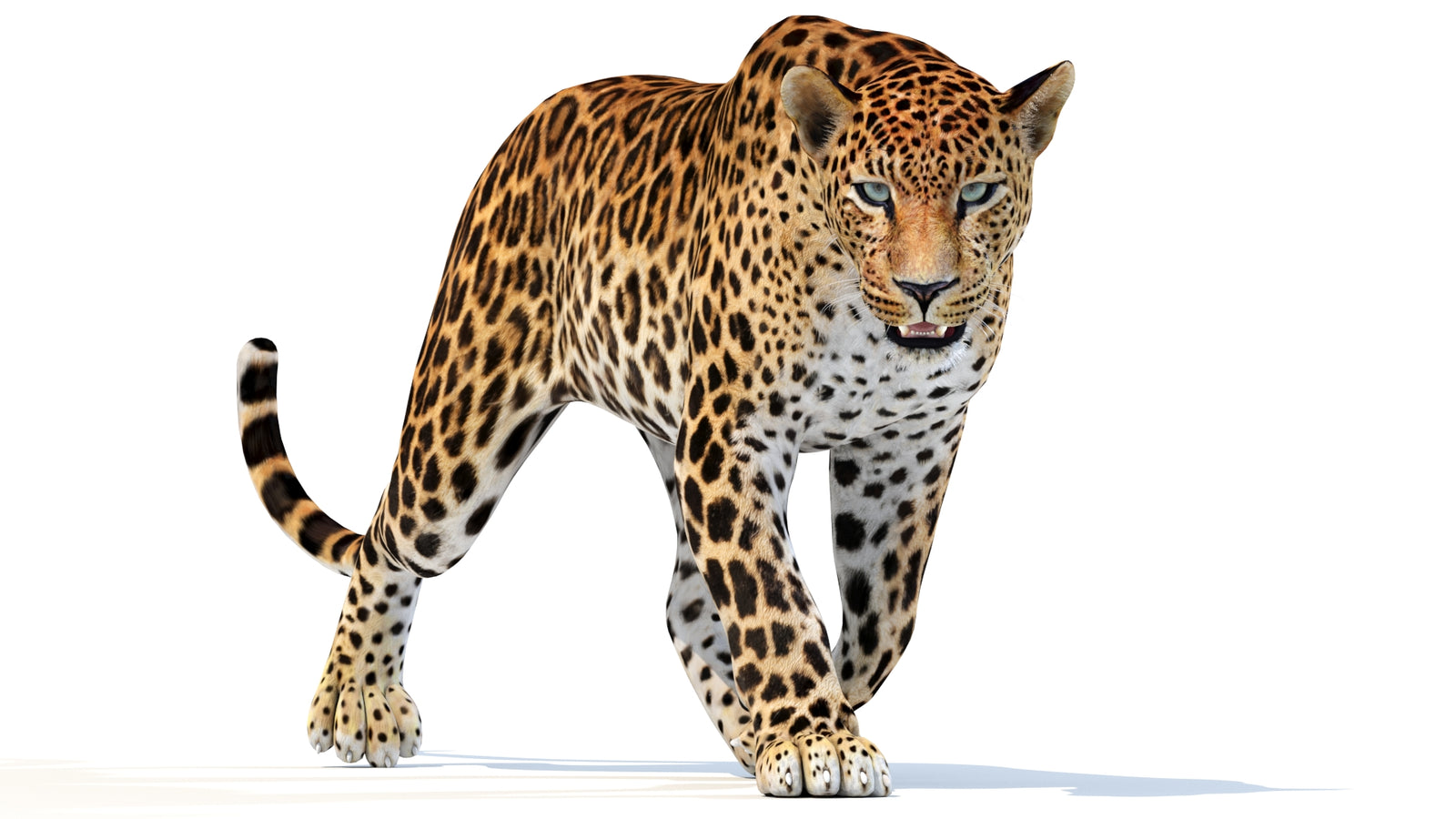 Animated Sri Lankan Leopard 3D Model 360° view 2 frame 19