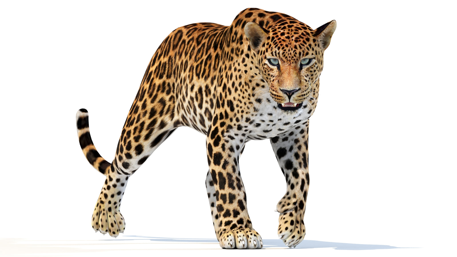 Animated Sri Lankan Leopard 3D Model 360° view 2 frame 23