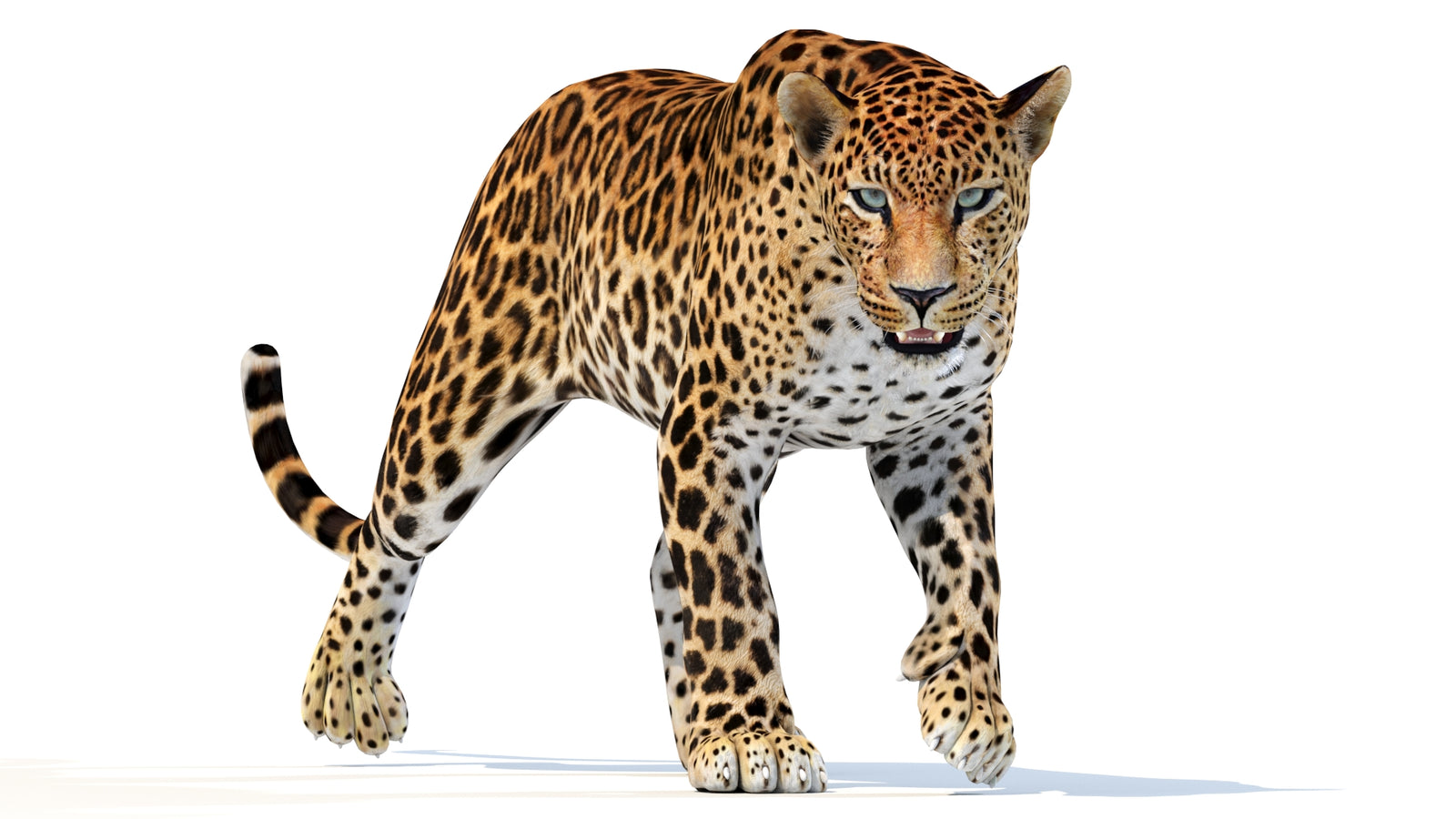 Animated Sri Lankan Leopard 3D Model 360° view 2 frame 24