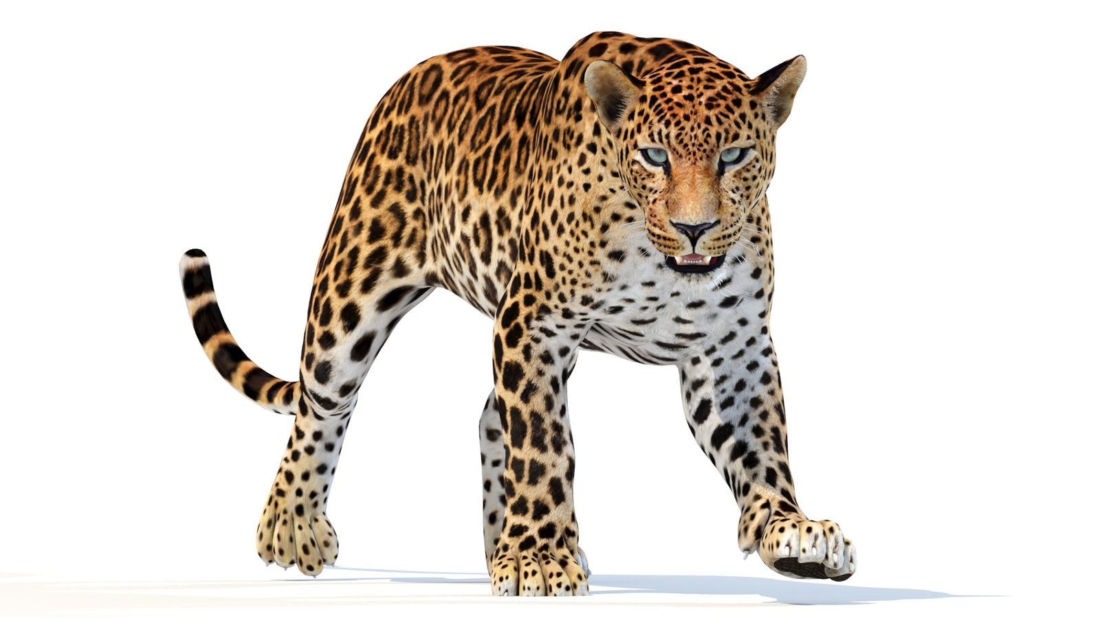 Animated Sri Lankan Leopard 3D Model 360° view 2 frame 27