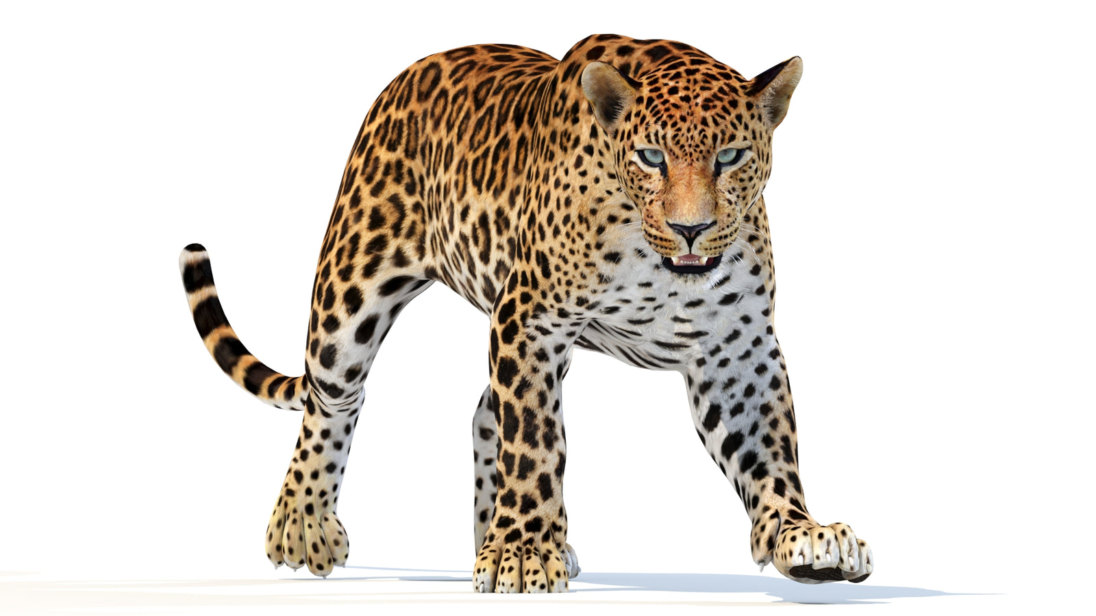 Animated Sri Lankan Leopard 3D Model 360° view 2 frame 28