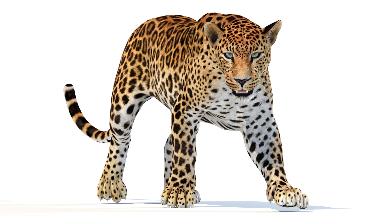 Animated Sri Lankan Leopard 3D Model 360° view 2 frame 29