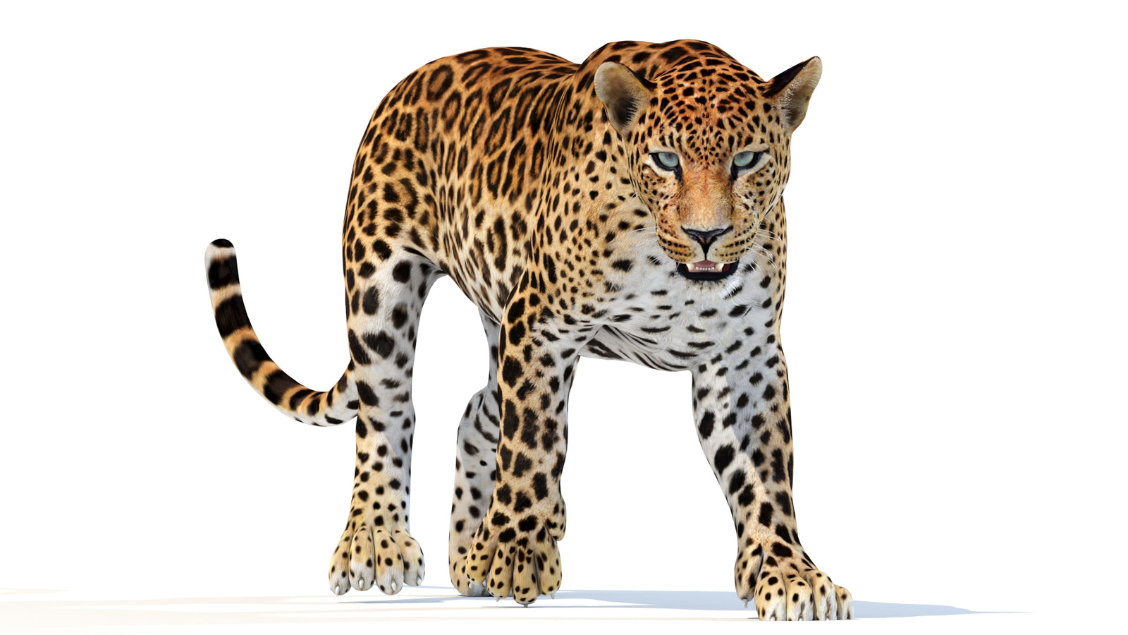 Animated Sri Lankan Leopard 3D Model 360° view 2 frame 33