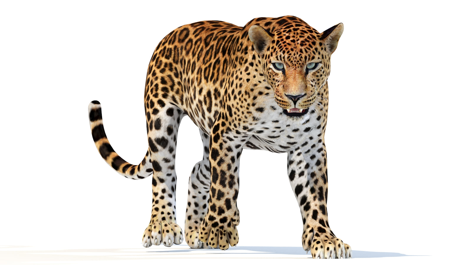 Animated Sri Lankan Leopard 3D Model 360° view 2 frame 34