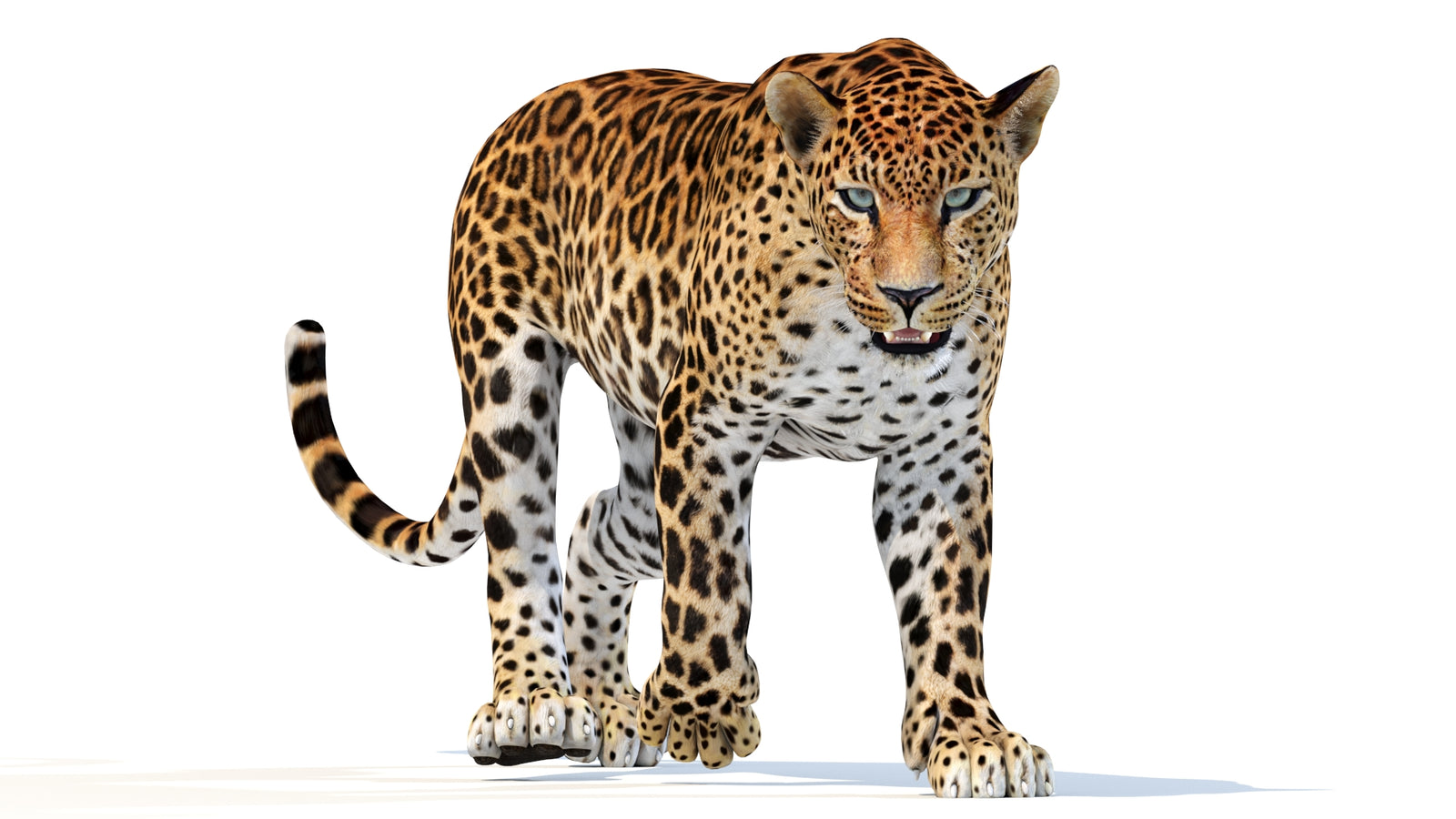Animated Sri Lankan Leopard 3D Model 360° view 2 frame 36