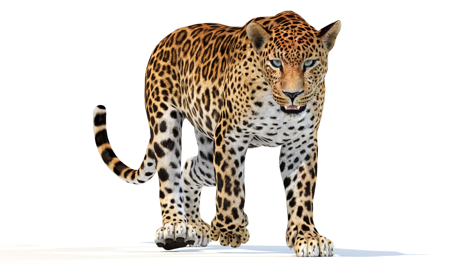 Animated Sri Lankan Leopard 3D Model 360° view 2 frame 37