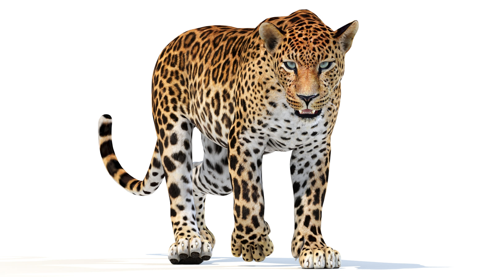 Animated Sri Lankan Leopard 3D Model 360° view 2 frame 39