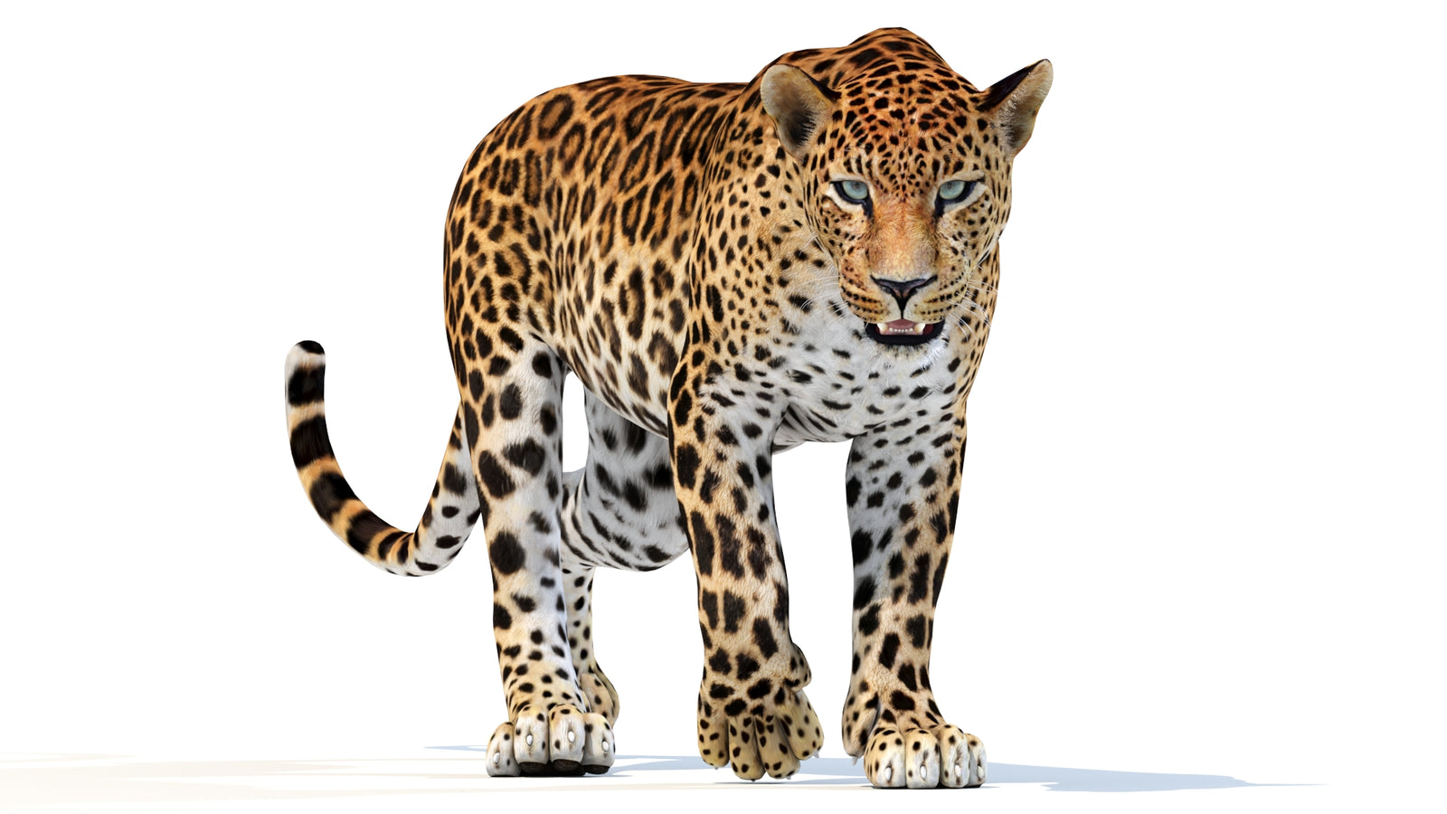 Animated Sri Lankan Leopard 3D Model 360° view 2 frame 40