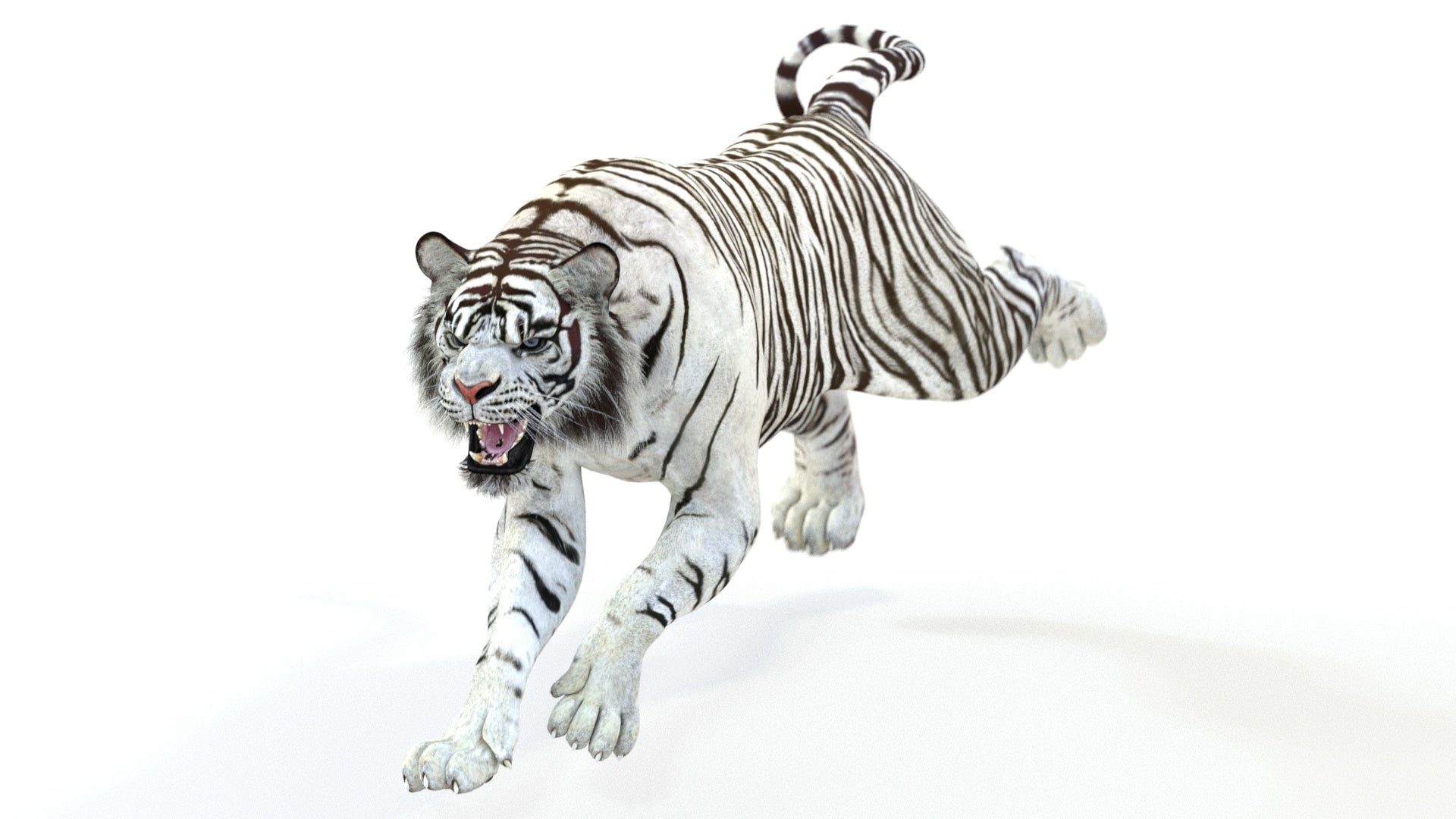 Animated White Tiger 3D Model