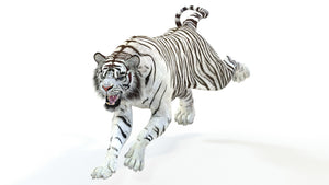 Animated White Tiger 3D Model Thumbnail