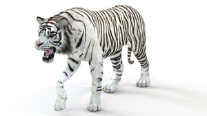 White Tiger 3D Model Animated  Thumbnail