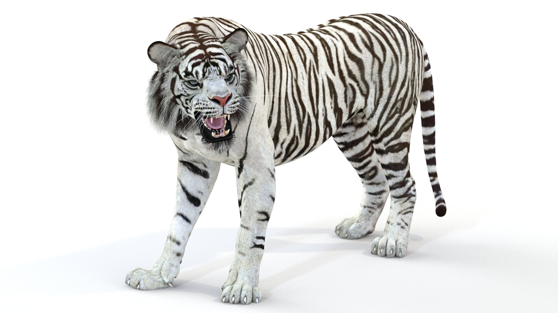 Animated White Tiger 3D Model