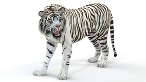 Animated White Tiger 3D Model Thumbnail
