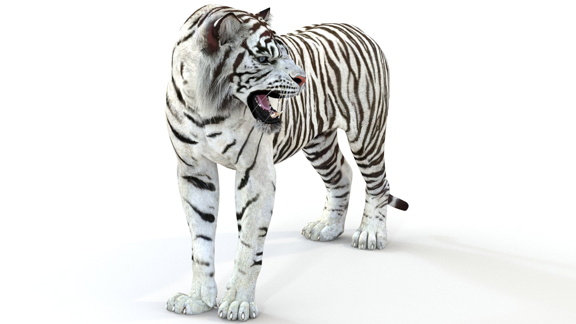 Animated White Tiger 3D Model