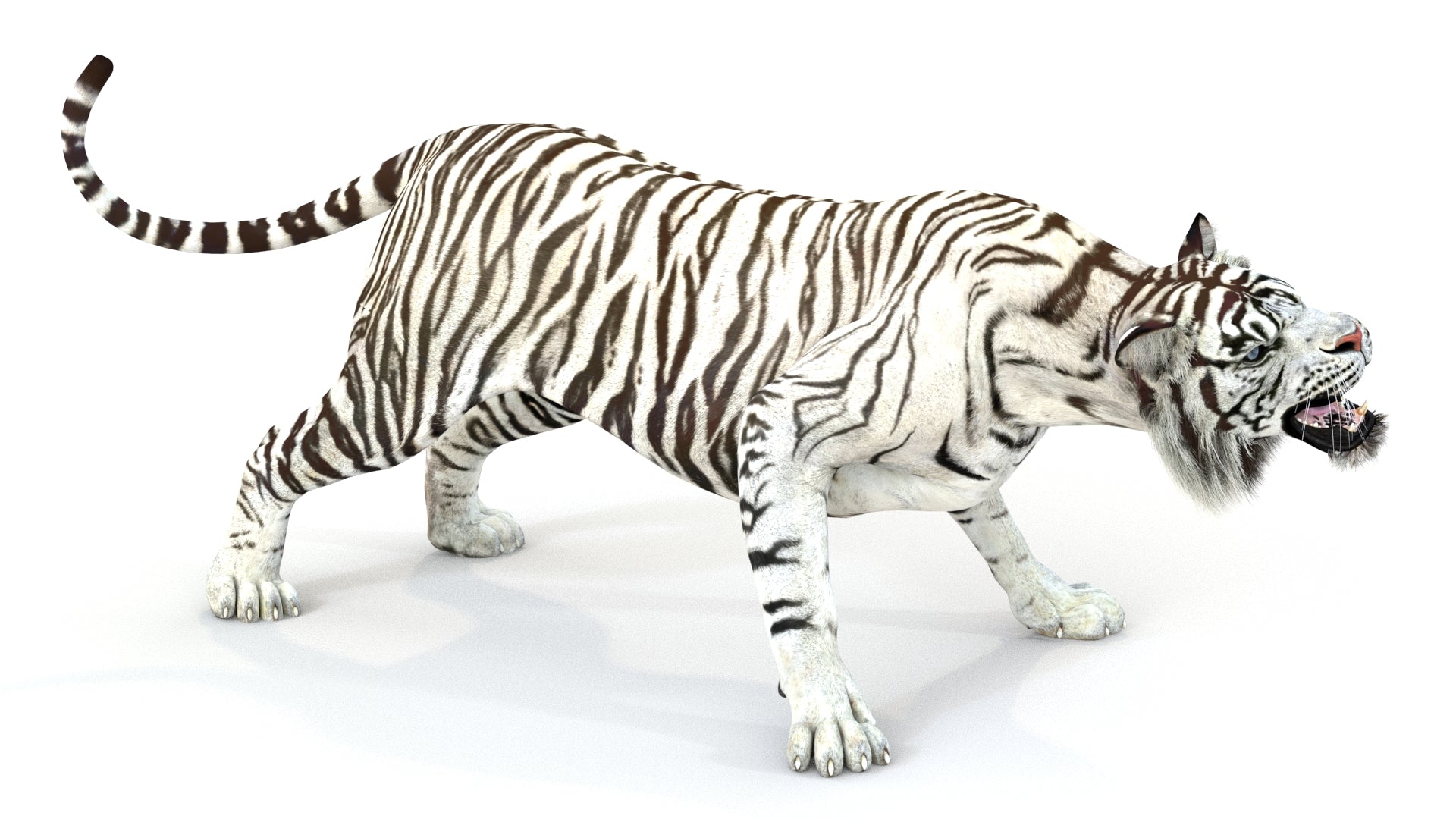 Animated White Tiger 3D Model