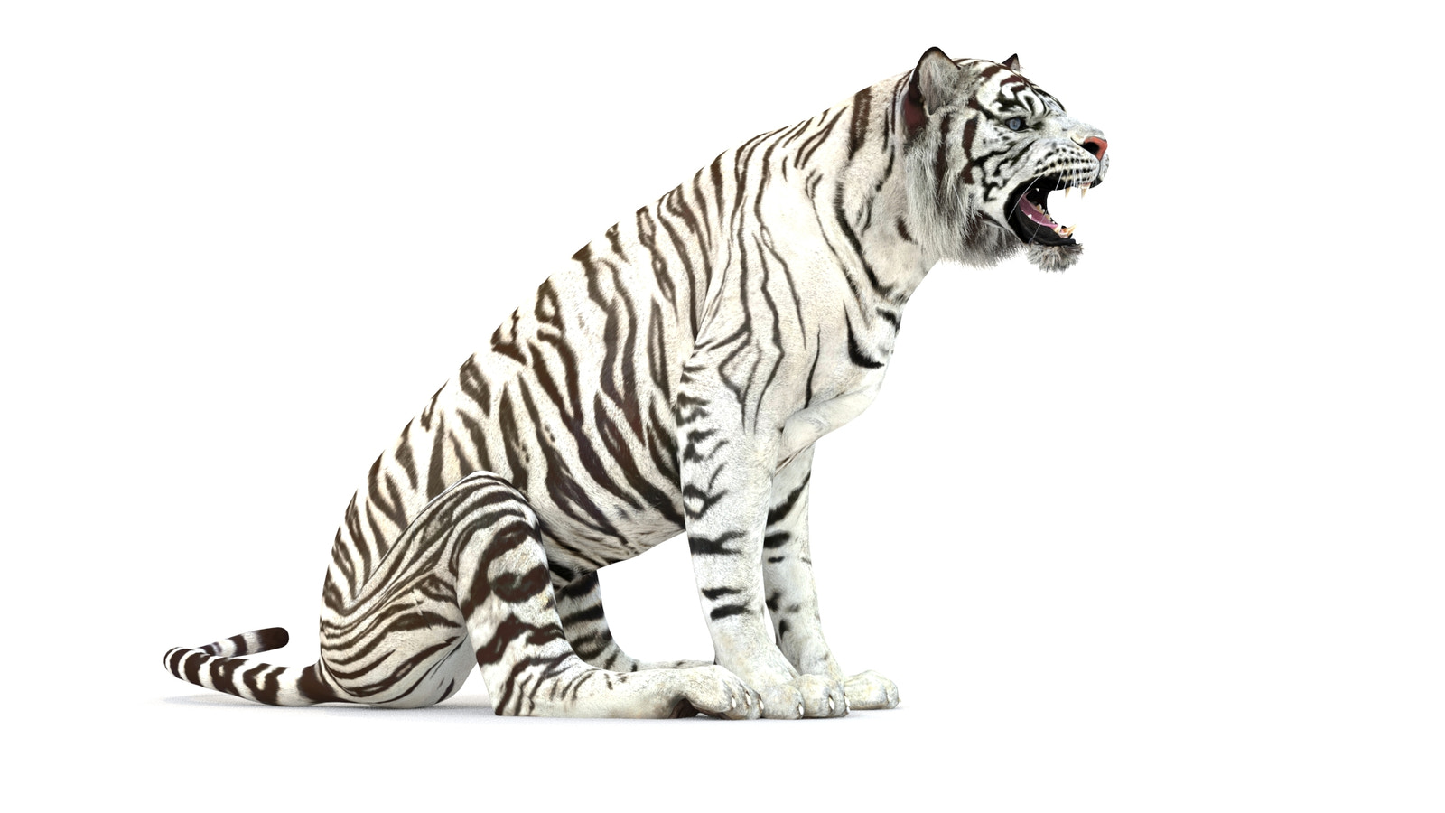 Animated White Tiger 3D Model