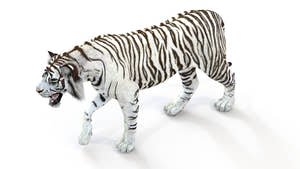 Animated White Tiger 3D Model Thumbnail