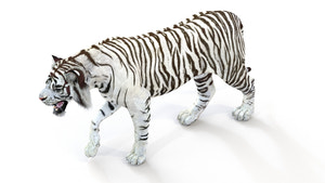 Animated White Tiger 3D Model Thumbnail