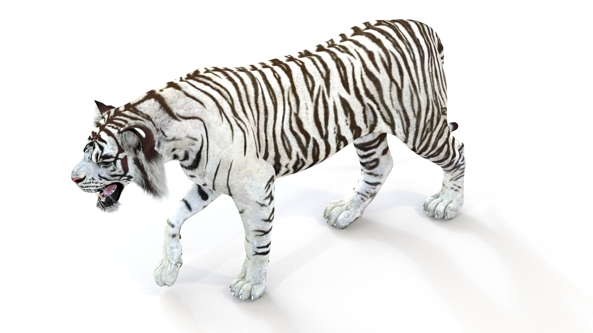 Animated White Tiger 3D Model