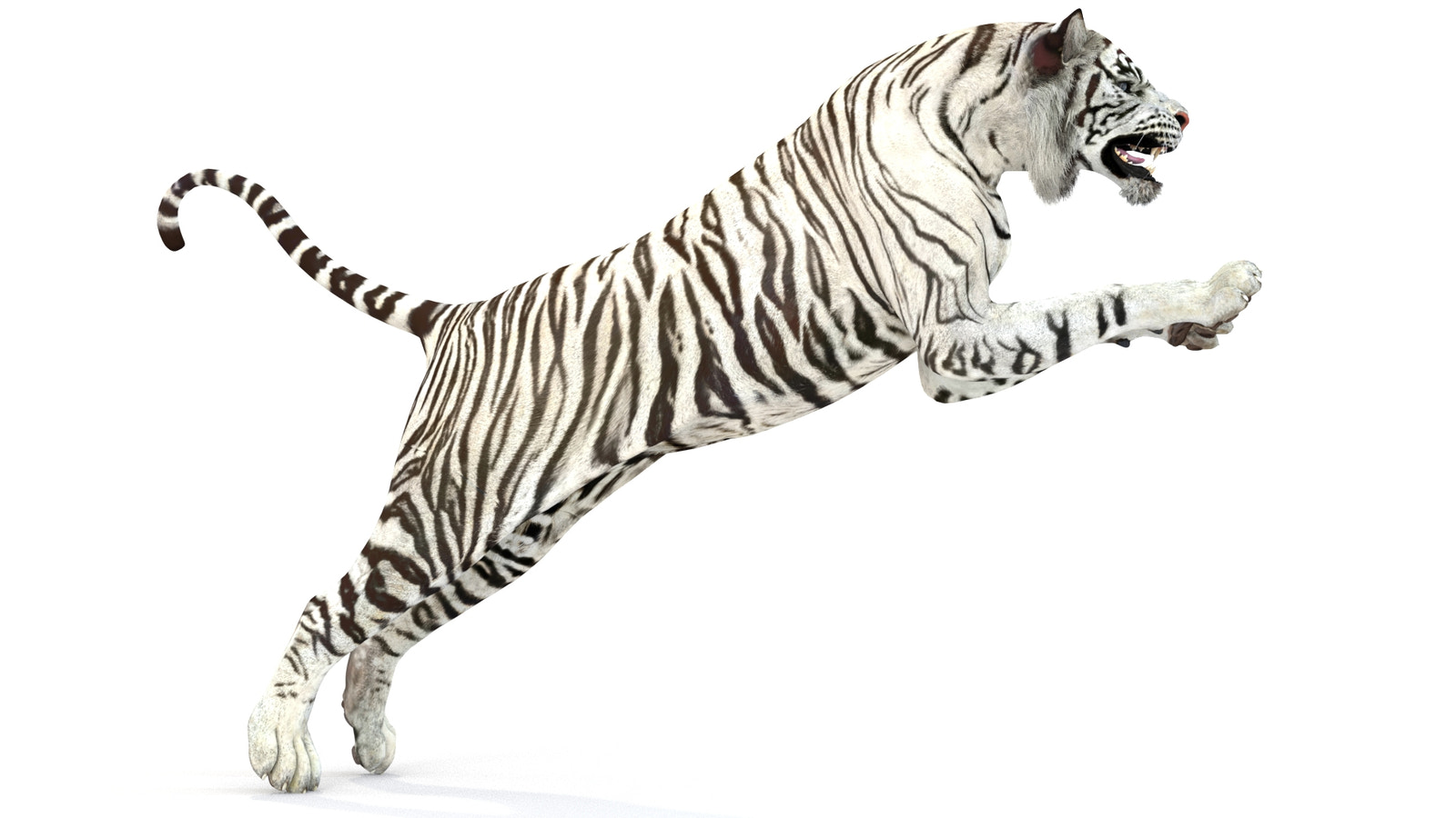 Animated White Tiger 3D Model