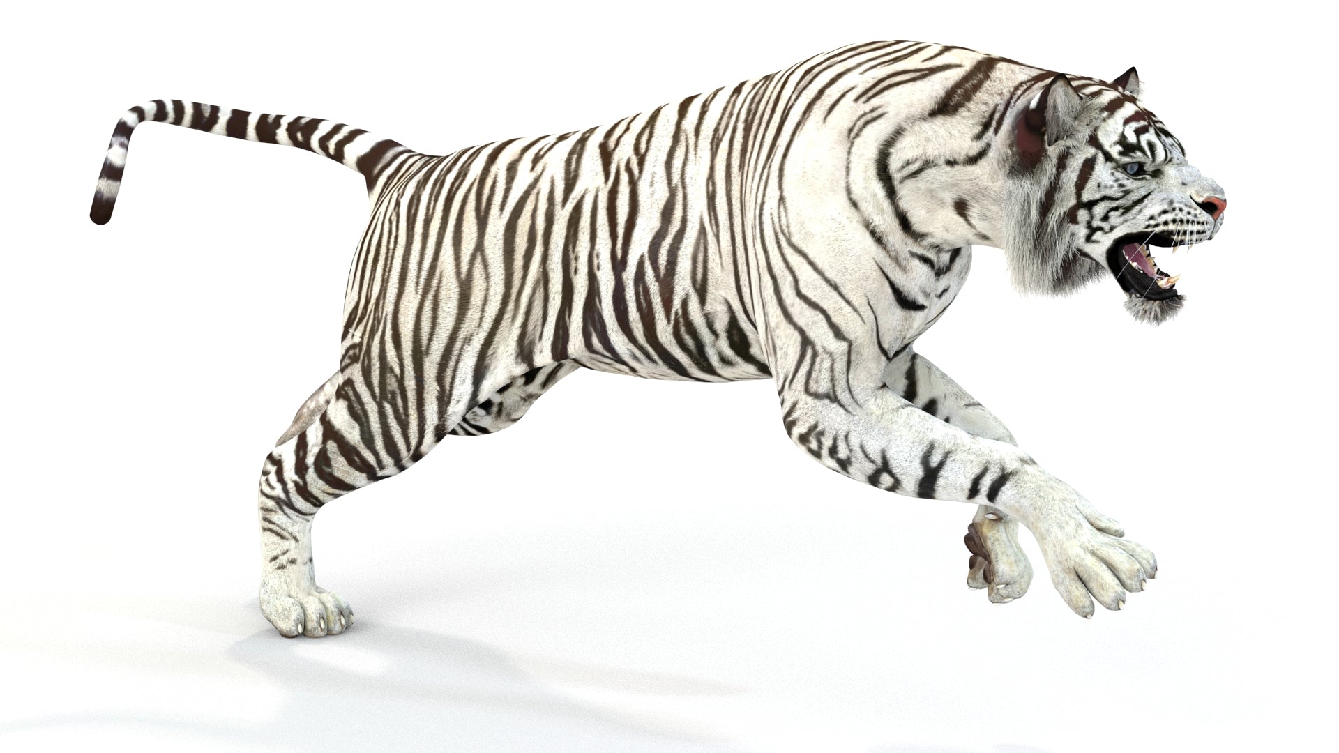 Animated White Tiger 3D Model