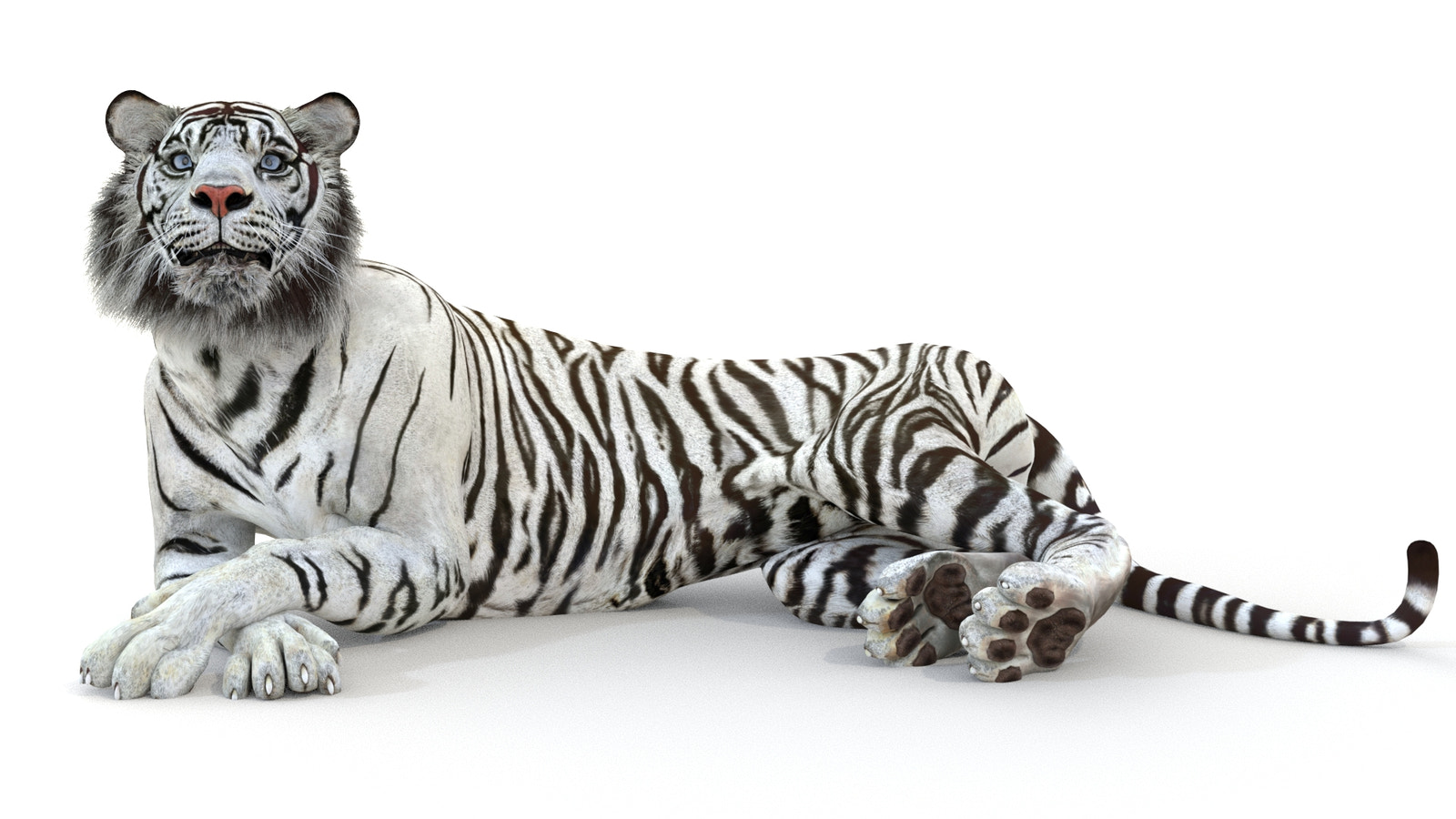 Animated White Tiger 3D Model