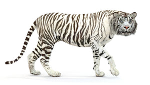 Animated White Tiger 3D Model Thumbnail