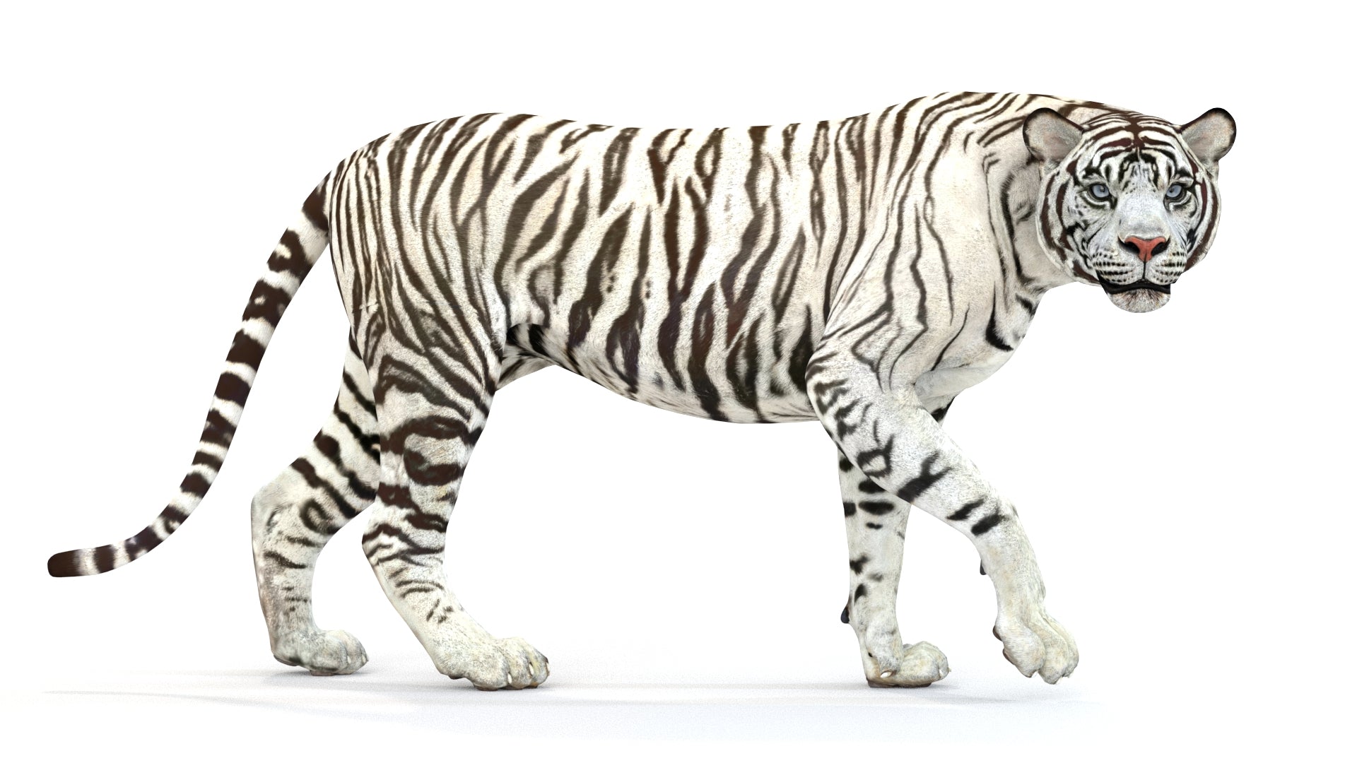 Animated White Tiger 3D Model